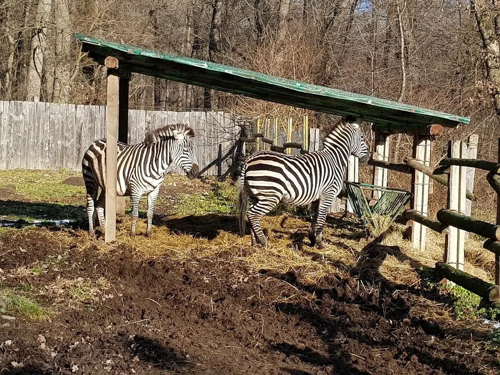 Grădina Zoologică Sibiu 3