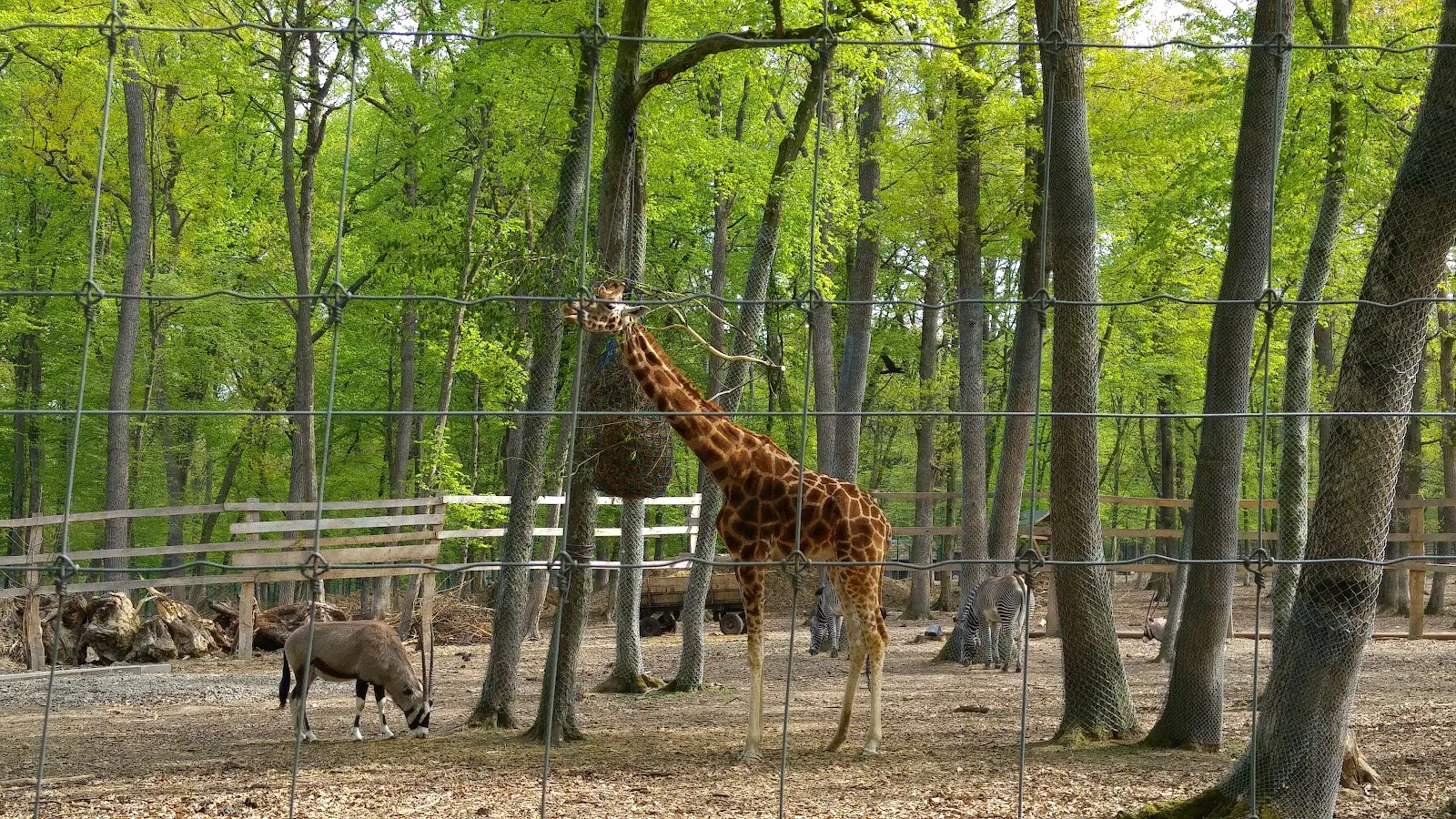 Grădina Zoologică Târgu Mureș 2