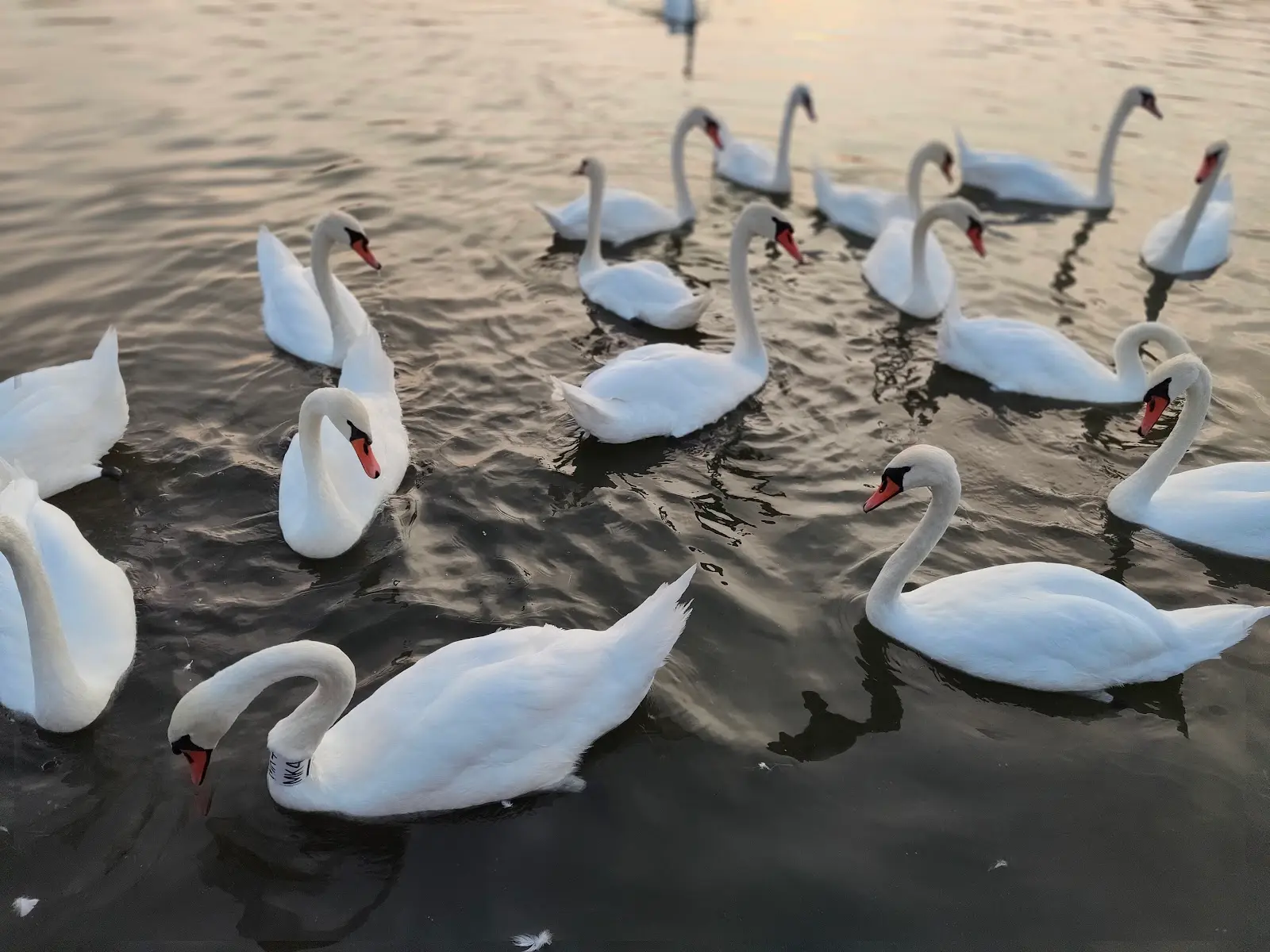Lacul Neptun 2