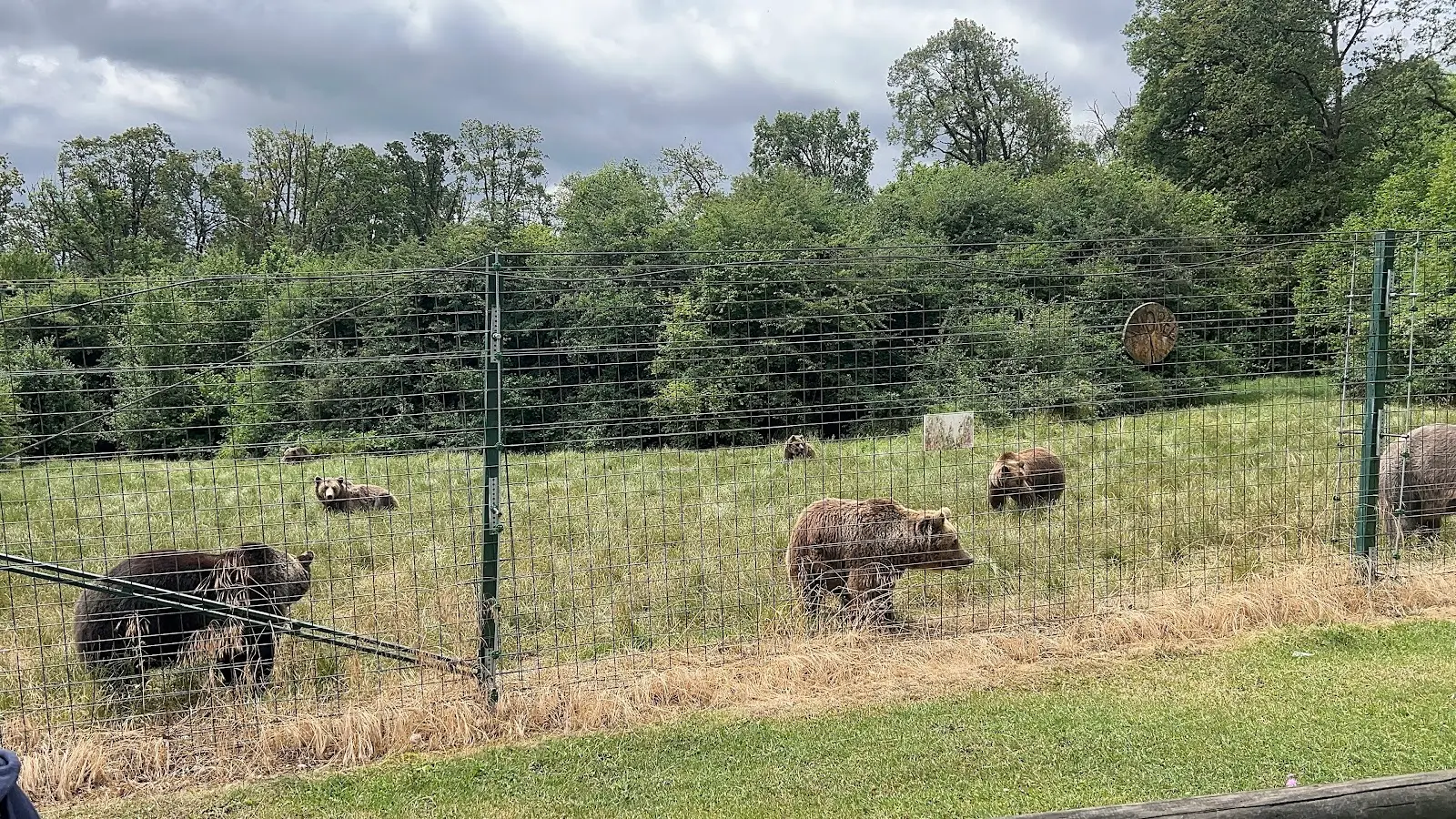 Libearty Bear Sanctuary Zărnești 2