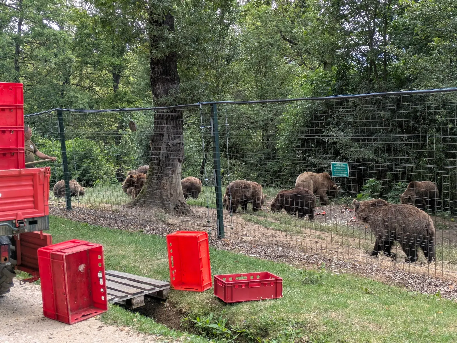 Libearty Bear Sanctuary Zărnești 3