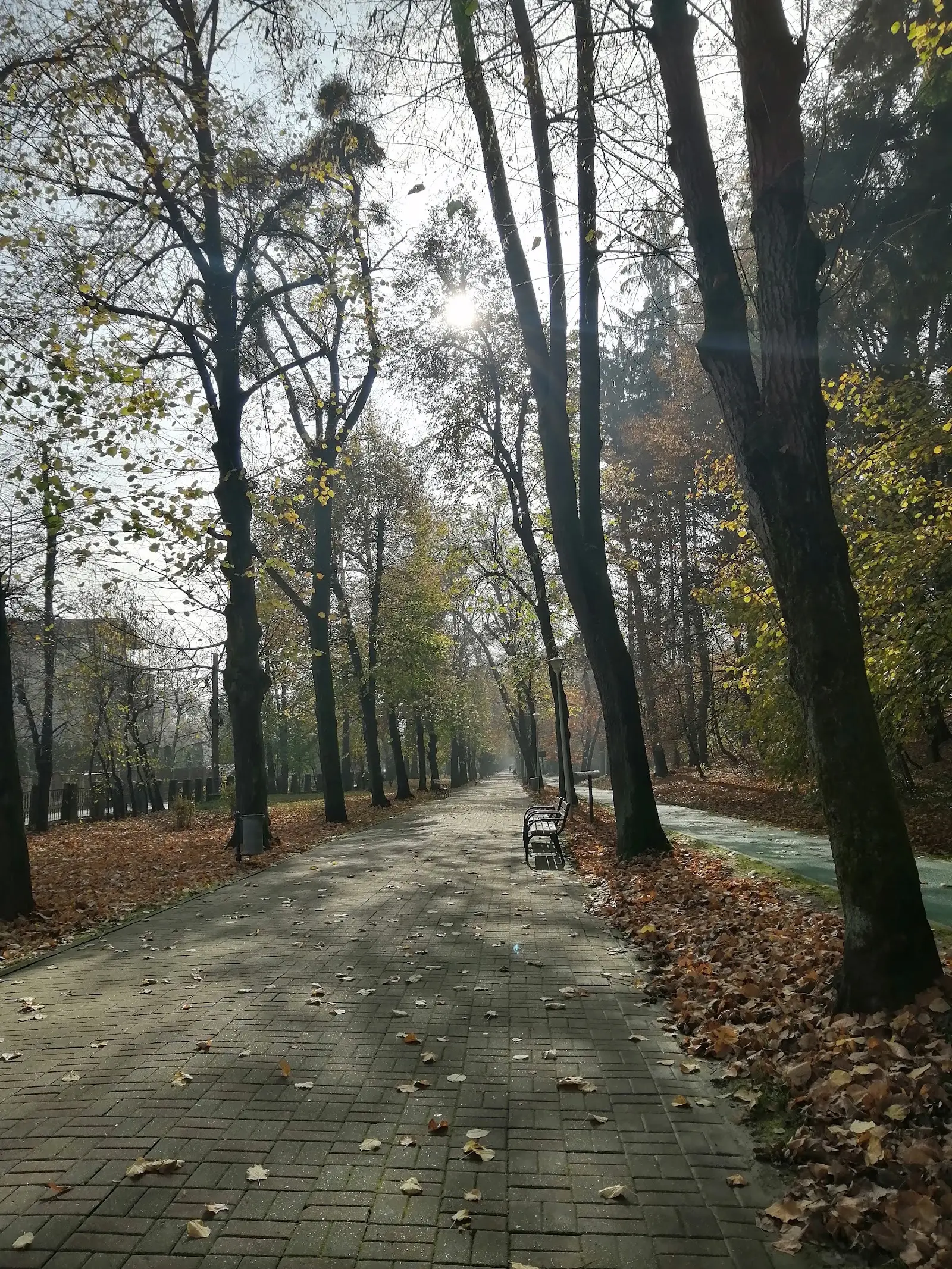Parcul Municipal Regina Maria Baia Mare 2