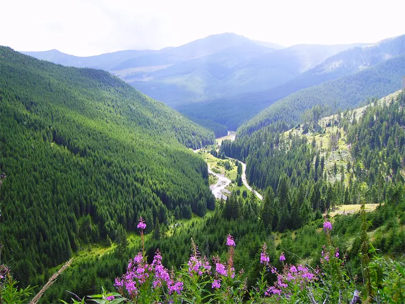 Pasul Prislop Borșa 2