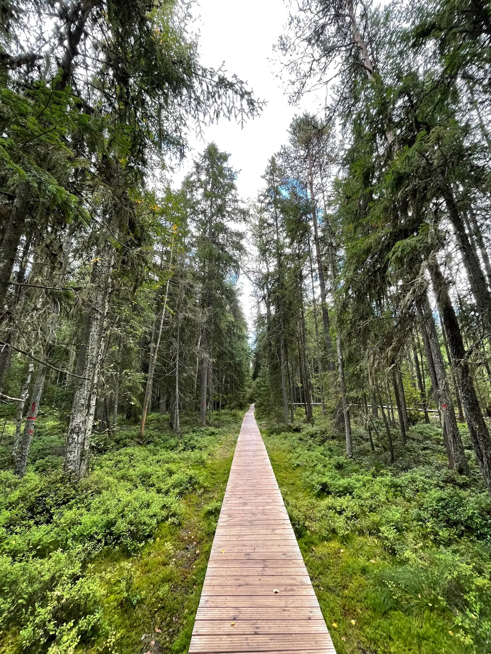 Rezervația Naturală Tinovul Mare Poiana Stampei