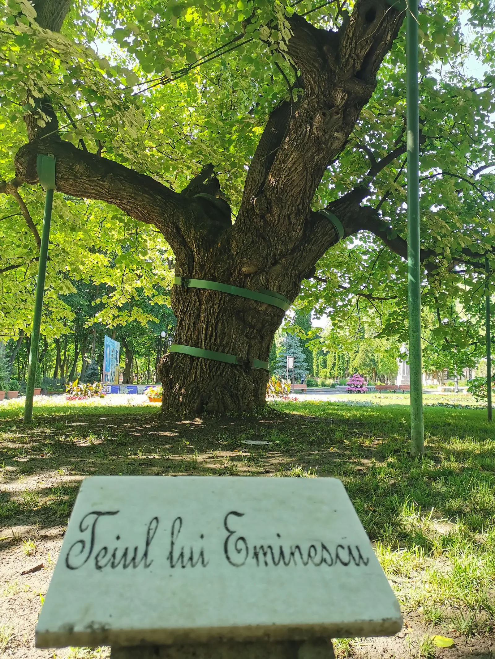 Teiul lui Eminescu (Parcul Copou)