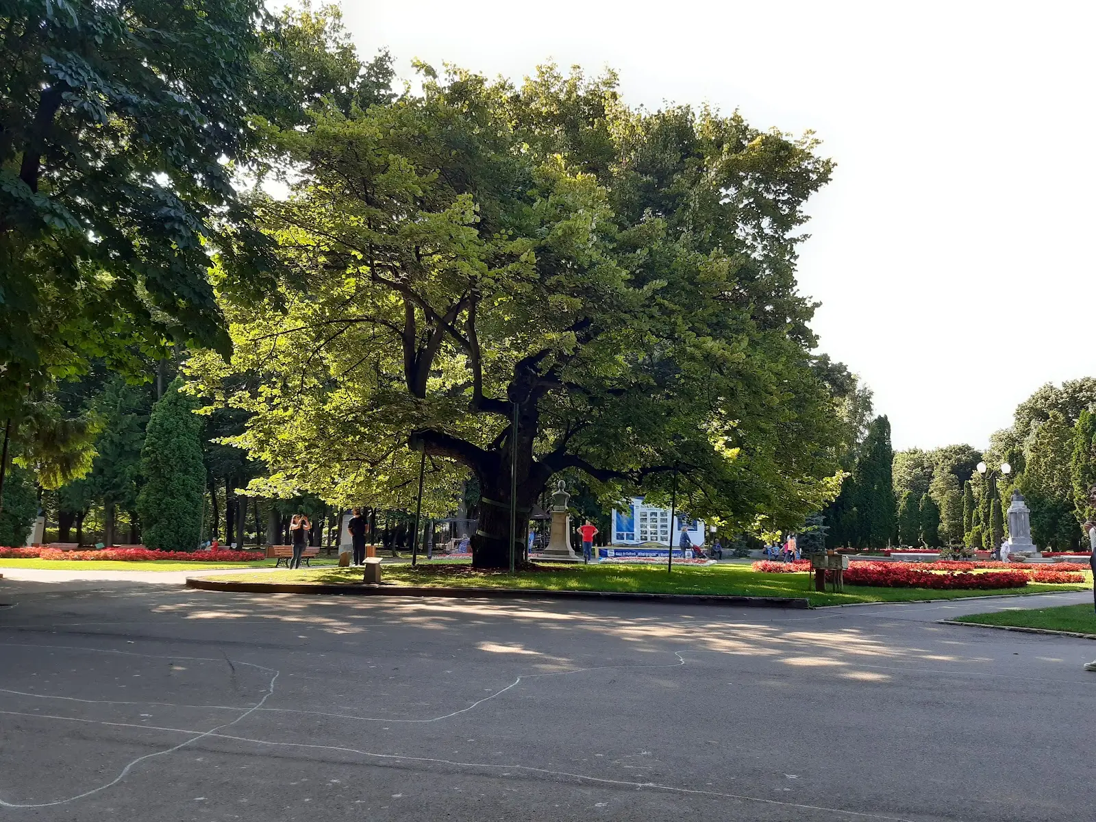 Teiul lui Eminescu (Parcul Copou) 3